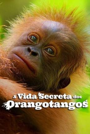 Baixar A Vida Secreta dos Orangotangos